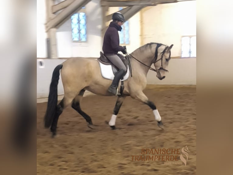 PRE Croisé Hongre 5 Ans 171 cm Isabelle in Traventhal