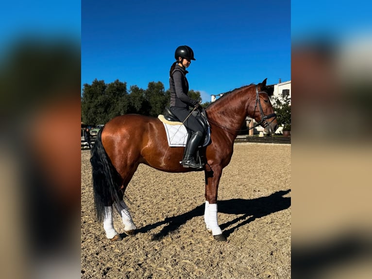 PRE Croisé Hongre 5 Ans 173 cm Bai cerise in Santa Perpetua de Mogoda