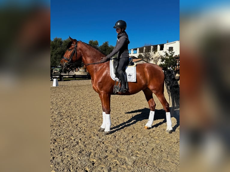 PRE Croisé Hongre 5 Ans 173 cm Bai cerise in Santa Perpetua de Mogoda