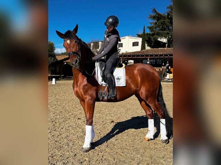 PRE Croisé Hongre 5 Ans 173 cm Bai cerise in Santa Perpetua de Mogoda