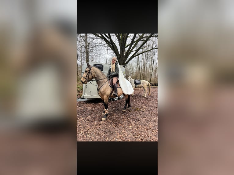 PRE Croisé Hongre 5 Ans 175 cm Buckskin in Oberzirking