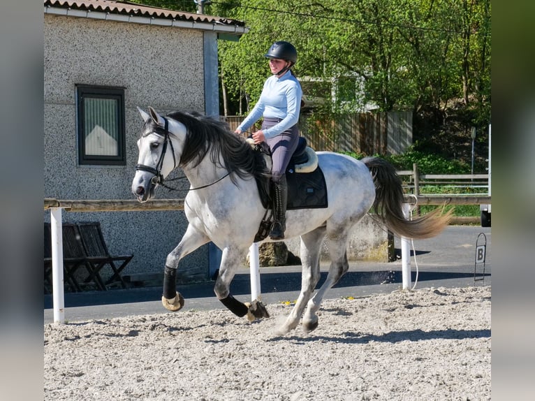 PRE Hongre 5 Ans Gris in Neustadt (Wied)