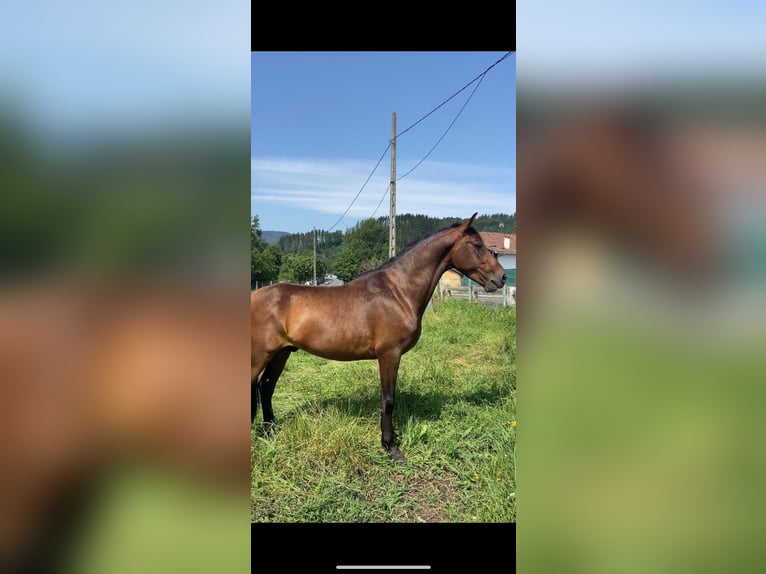 PRE Croisé Hongre 6 Ans 150 cm Bai brun in Lochen am See