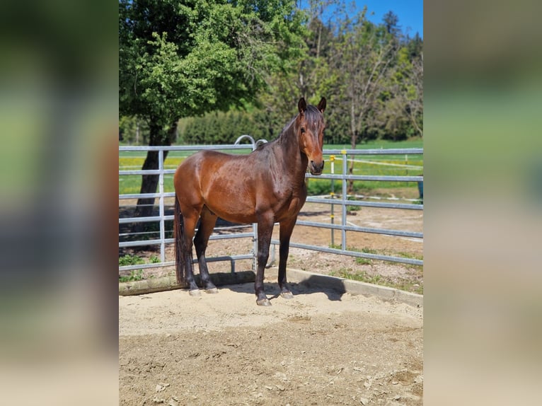 PRE Croisé Hongre 6 Ans 150 cm Bai brun in Lochen am See