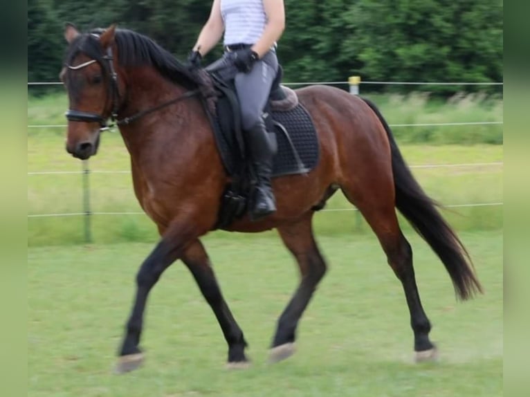 PRE Croisé Hongre 6 Ans 150 cm Bai brun in Asparn an der Zaya