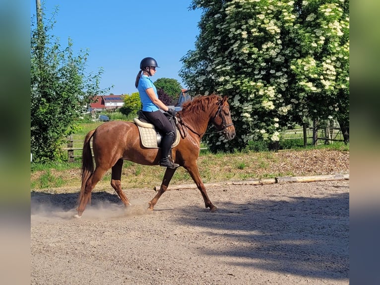 PRE Croisé Hongre 6 Ans 153 cm Alezan in Karlshuld