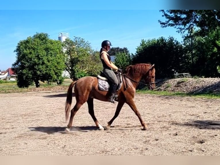 PRE Croisé Hongre 6 Ans 154 cm Alezan in Karlshuld