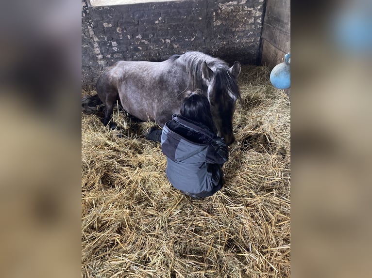 PRE Croisé Hongre 6 Ans 156 cm Peut devenir gris in Castrop-Rauxel