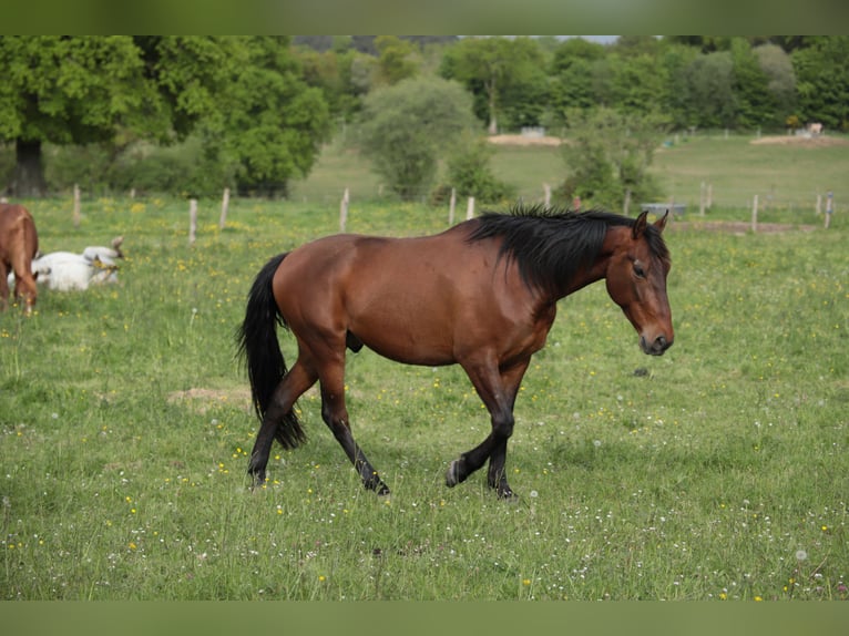 PRE Hongre 6 Ans 158 cm Bai cerise in Rennes