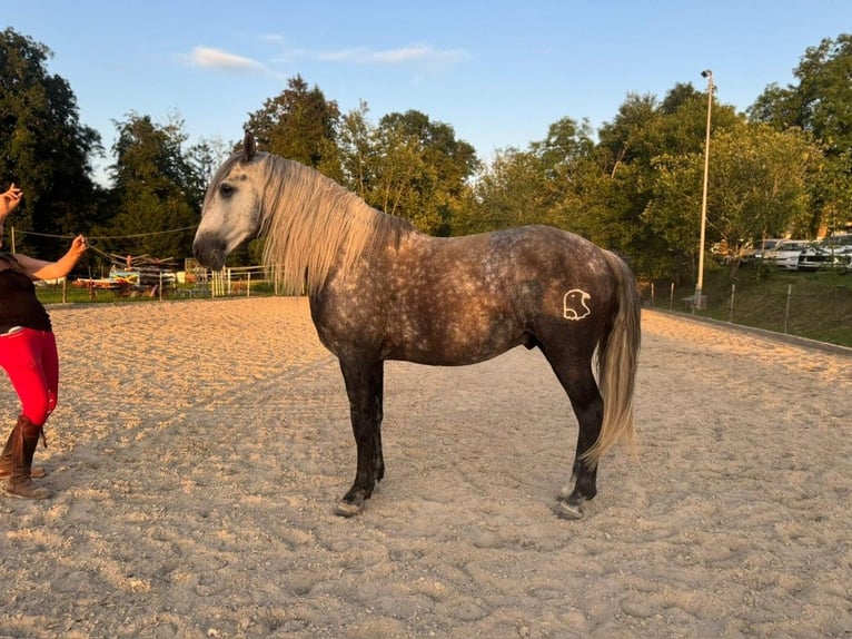 PRE Hongre 6 Ans 158 cm Gris pommelé in Aeugst am Albis