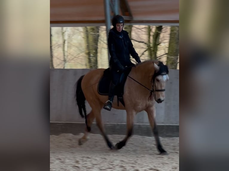 PRE Croisé Hongre 6 Ans 158 cm Isabelle in Redl