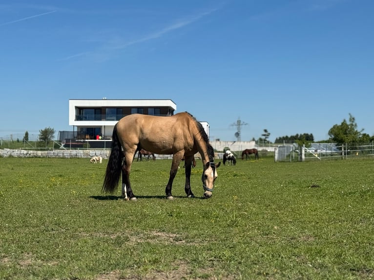 PRE Croisé Hongre 6 Ans 158 cm Isabelle in Redl