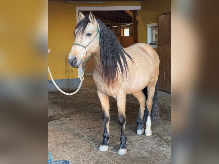 PRE Croisé Hongre 6 Ans 158 cm Isabelle in Redl