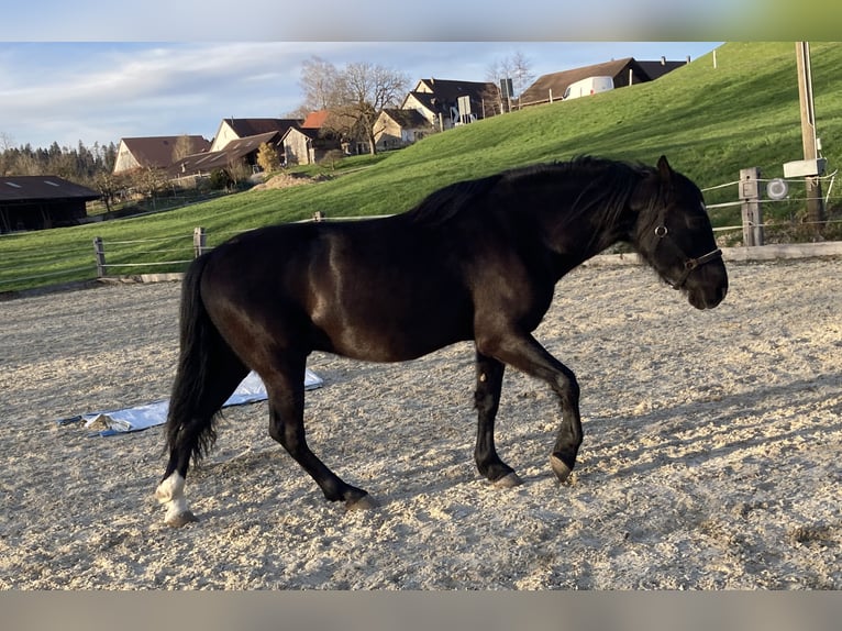 PRE Hongre 6 Ans 158 cm Noir in Agasul