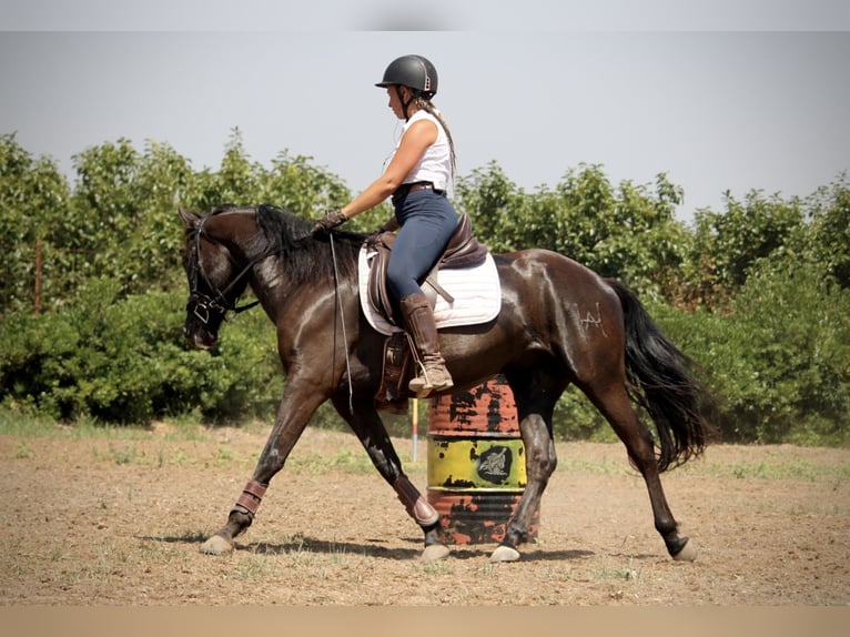 PRE Croisé Hongre 6 Ans 158 cm Noir in Valencia