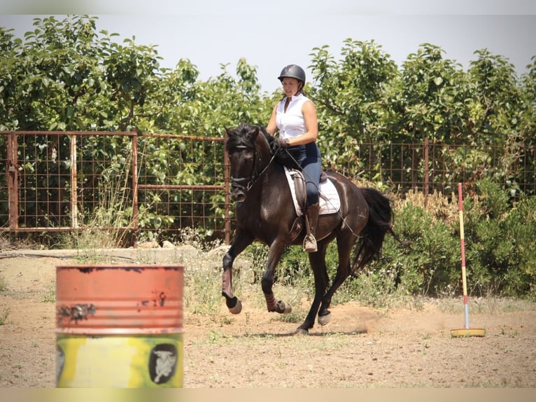 PRE Croisé Hongre 6 Ans 158 cm Noir in Valencia