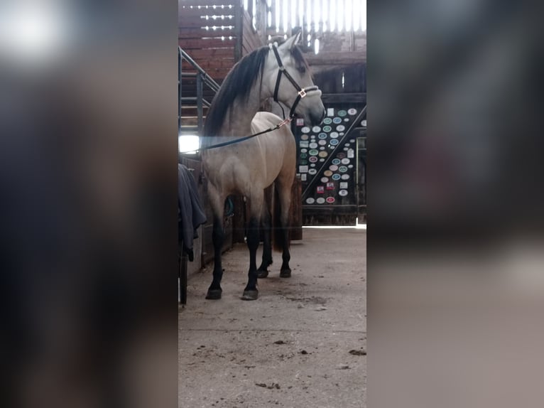 PRE Hongre 6 Ans 159 cm Buckskin in Rastorf