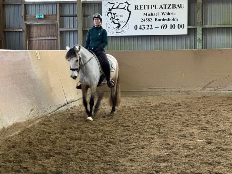 PRE Hongre 6 Ans 159 cm Buckskin in Rastorf