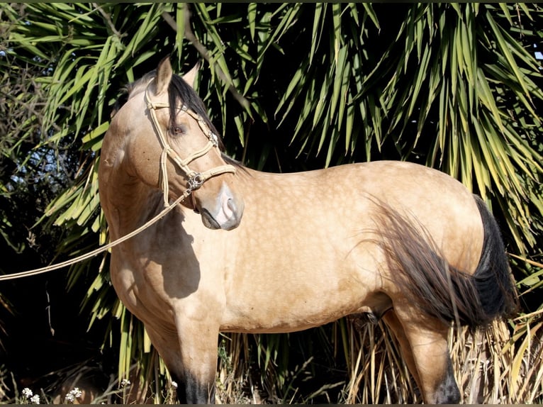 PRE Croisé Hongre 6 Ans 159 cm Buckskin in Valencia