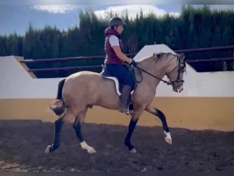 PRE Croisé Hongre 6 Ans 159 cm Buckskin in Valencia