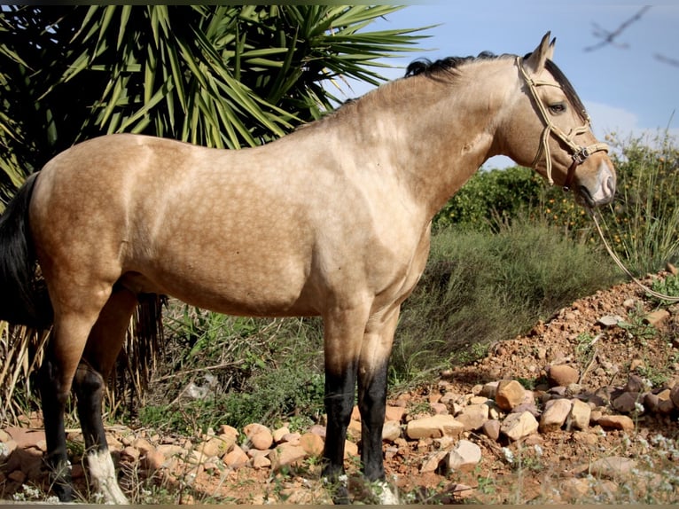 PRE Croisé Hongre 6 Ans 159 cm Buckskin in Valencia