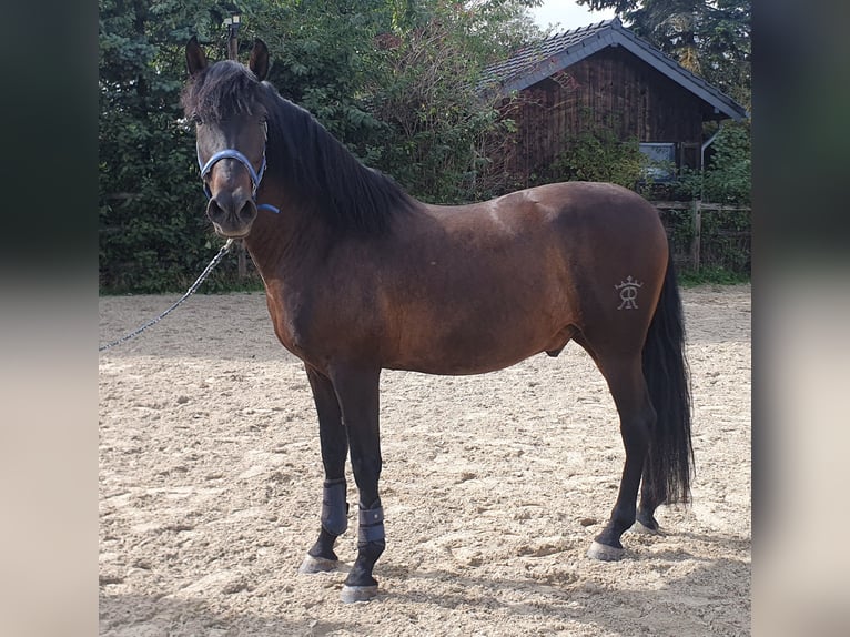 PRE Croisé Hongre 6 Ans 160 cm Bai brun in Hürtgenwald