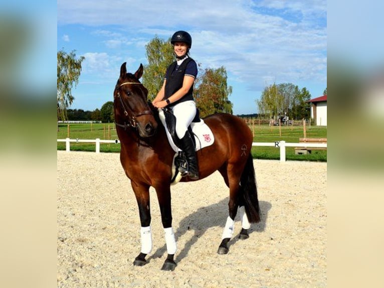 PRE Hongre 6 Ans 160 cm Bai in Balingen
