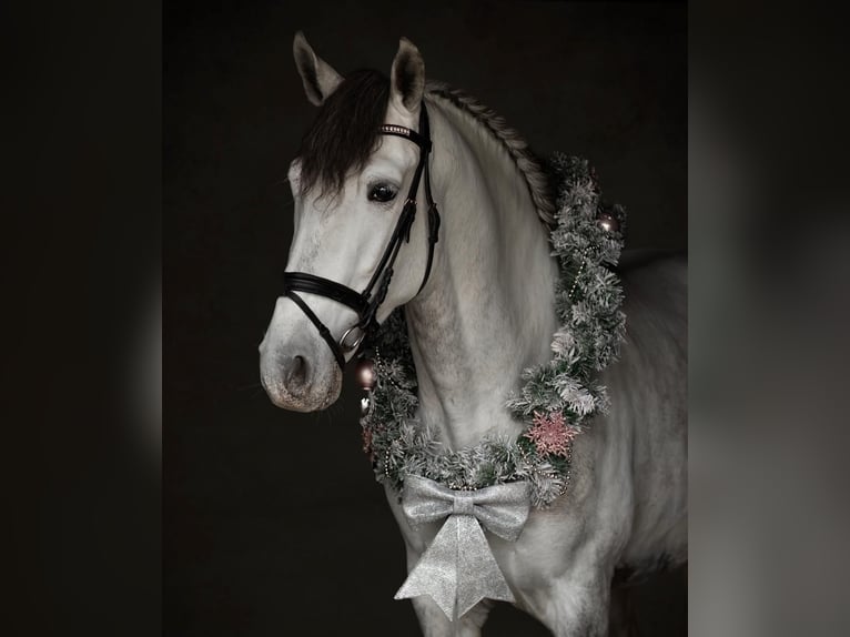 PRE Hongre 6 Ans 160 cm Gris in Koningshooikt