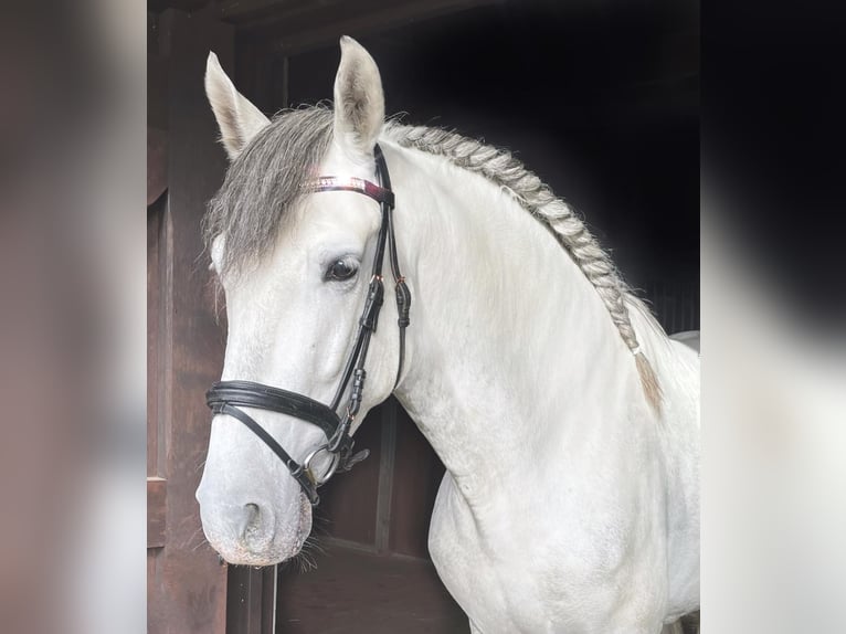 PRE Hongre 6 Ans 160 cm Gris in Koningshooikt