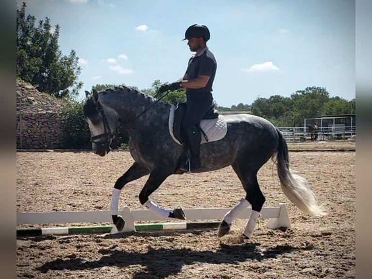 PRE Croisé Hongre 6 Ans 160 cm Gris pommelé in Schwarme