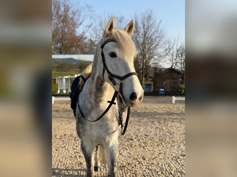 PRE Hongre 6 Ans 160 cm Gris pommelé in Elbtal