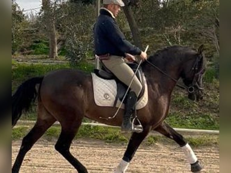 PRE Croisé Hongre 6 Ans 160 cm Noir in Sevilla