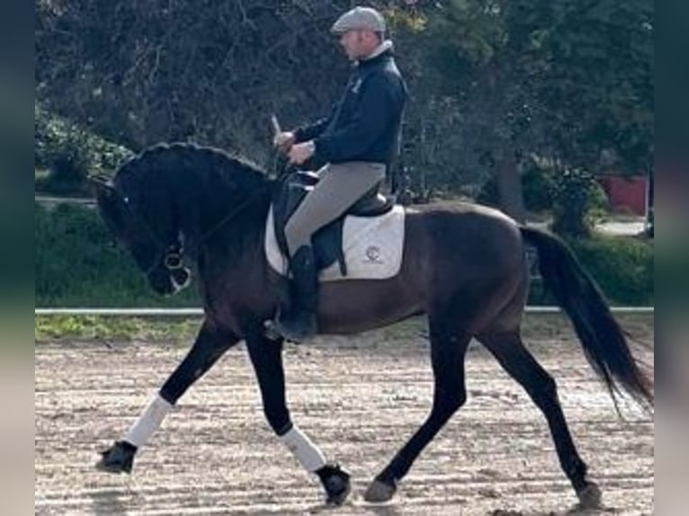 PRE Croisé Hongre 6 Ans 160 cm Noir in Sevilla