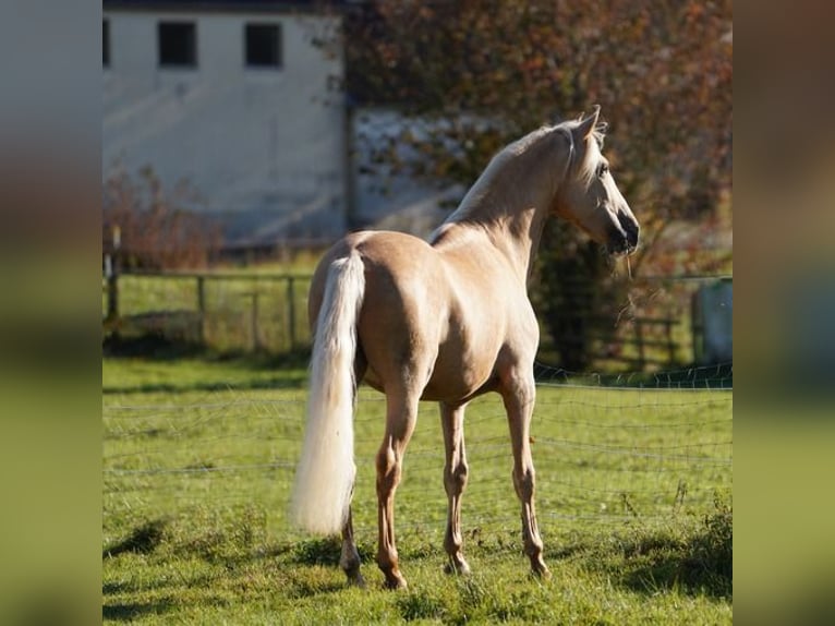 PRE Hongre 6 Ans 160 cm Palomino in Krumbach