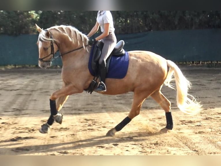 PRE Croisé Hongre 6 Ans 161 cm Palomino in Barcelona