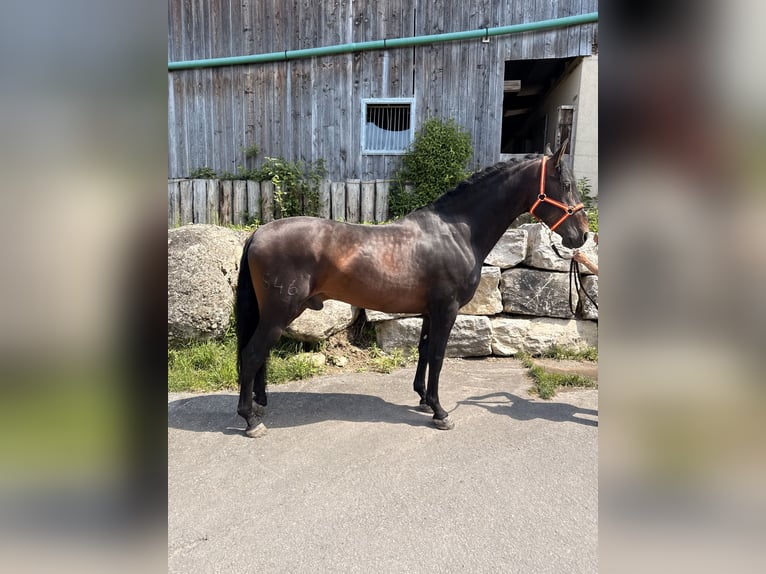 PRE Hongre 6 Ans 162 cm Bai brun in Baar