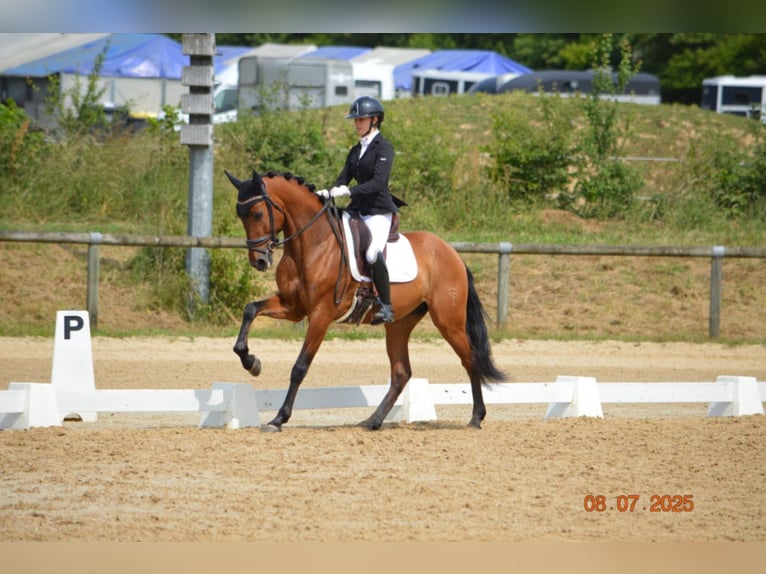 PRE Croisé Hongre 6 Ans 162 cm Bai cerise in Sainte-Suzanne-et-Chammes