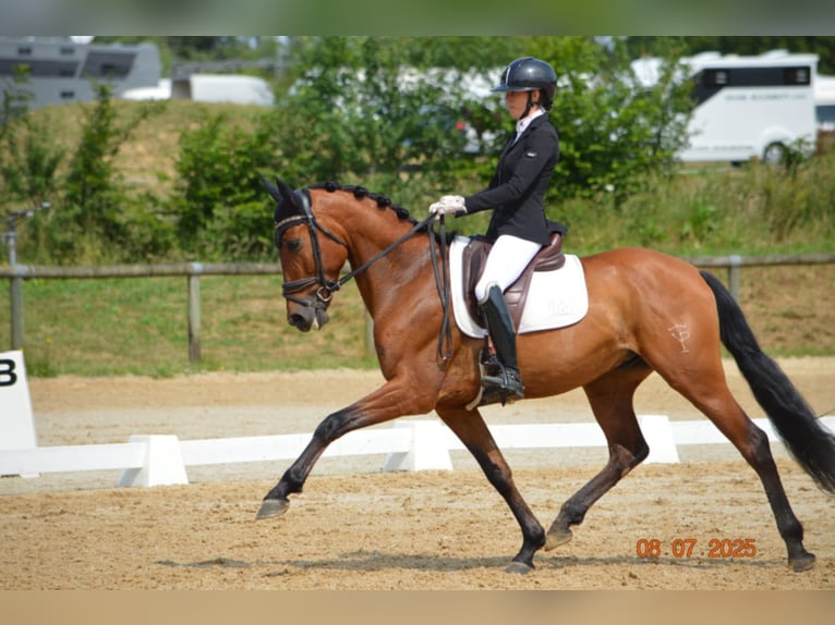 PRE Croisé Hongre 6 Ans 162 cm Bai cerise in Sainte-Suzanne-et-Chammes