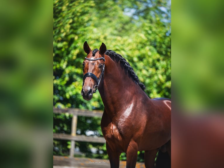 PRE Hongre 6 Ans 162 cm Bai in Grebenhain