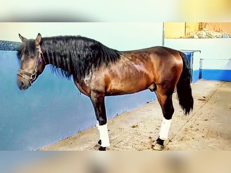 PRE Hongre 6 Ans 162 cm Bai in Sevilla