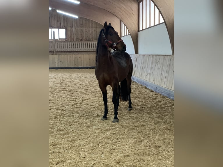 PRE Croisé Hongre 6 Ans 162 cm Bai in Utting am Ammersee