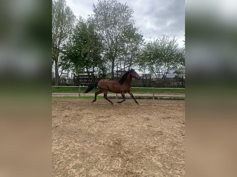 PRE Croisé Hongre 6 Ans 162 cm Bai in Utting am Ammersee