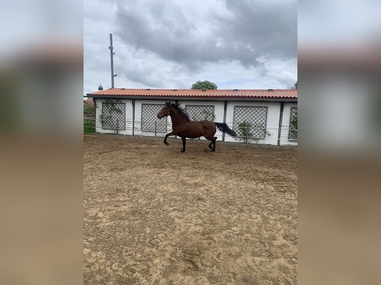 PRE Croisé Hongre 6 Ans 162 cm Bai in Utting am Ammersee