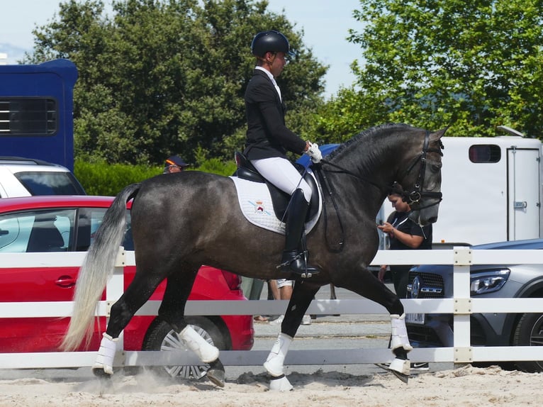 PRE Hongre 6 Ans 162 cm Gris in Xinzo De Limia