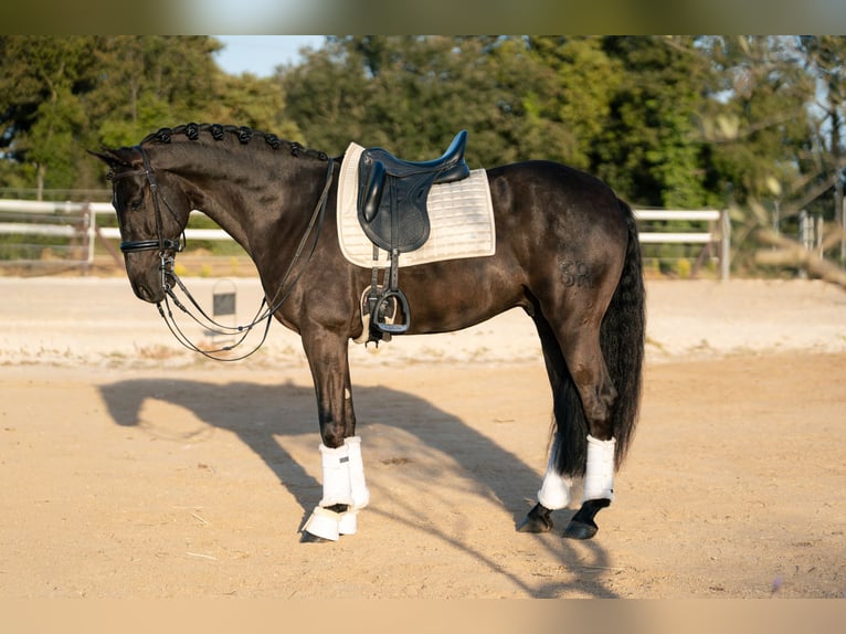 PRE Hongre 6 Ans 162 cm Noir in Barcelona