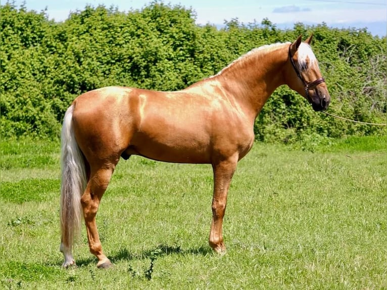 PRE Croisé Hongre 6 Ans 162 cm Palomino in Beinhausen
