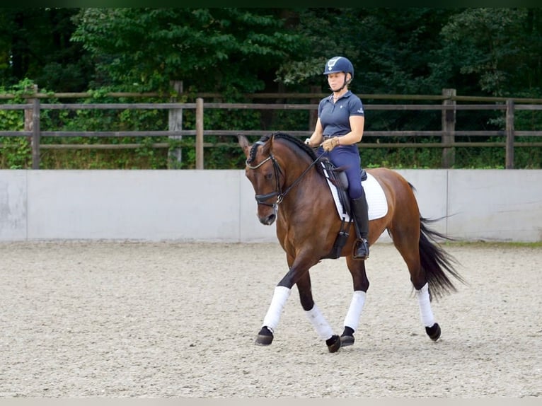 PRE Croisé Hongre 6 Ans 163 cm Bai brun in Martfeld
