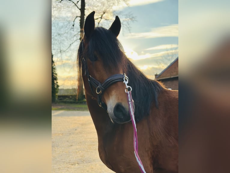 PRE Croisé Hongre 6 Ans 163 cm Bai in Bielefeld