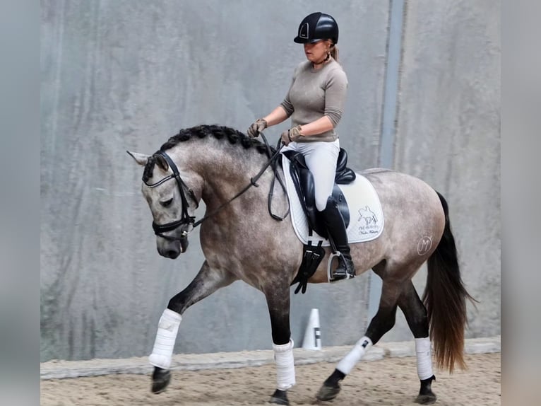 PRE Croisé Hongre 6 Ans 163 cm Gris in Pelmberg