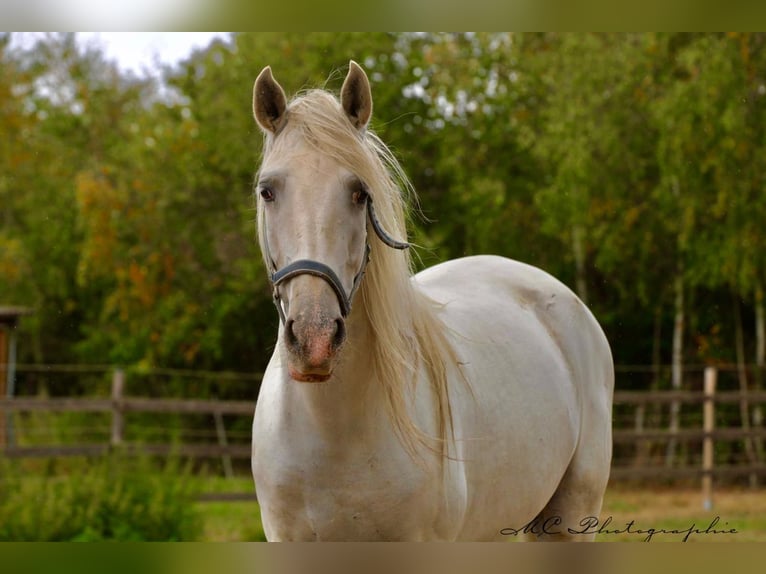 PRE Hongre 6 Ans 163 cm Gris in Polenz